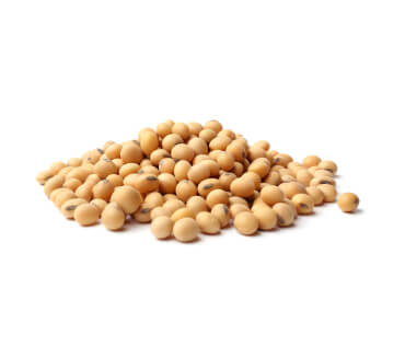 Soybean